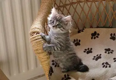 Мейн-кун