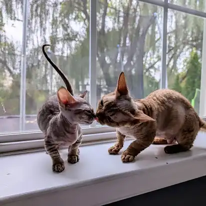 Кішка з кошеням