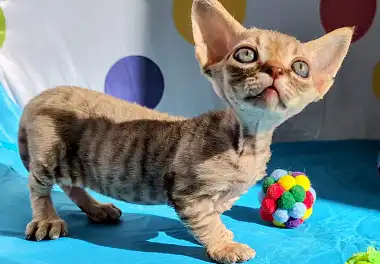 Мінськин