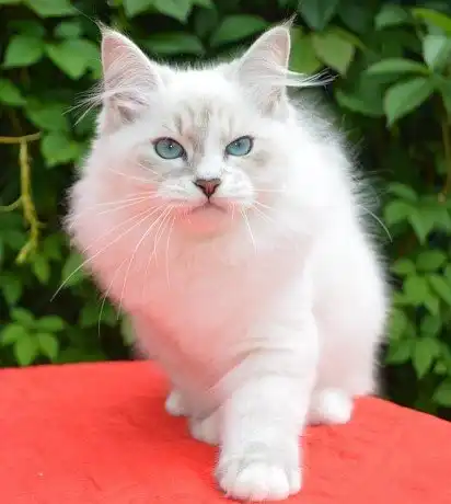 Невська маскарадна красуня