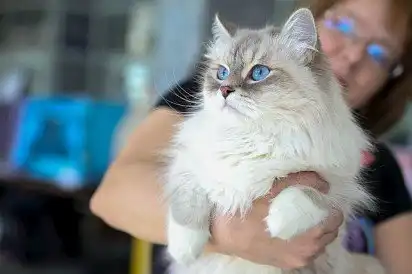 Невська маскарадна з господаркою