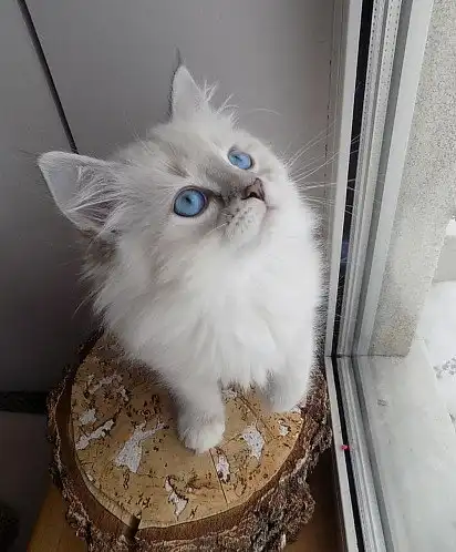 Невська маскарадна кішка