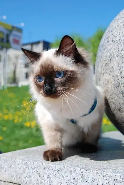 Невський маскарадний кошеня