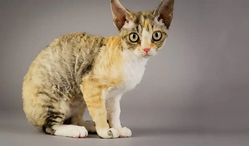 Німецький рекс