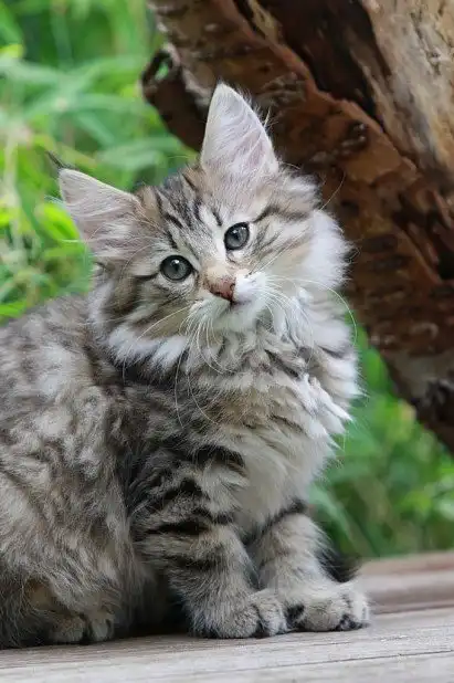 Норвезьке лісове кошеня