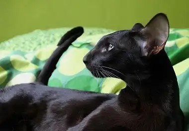 Орієнтальна кішка