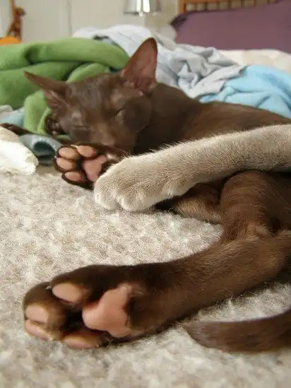 Сонне царство