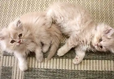 Перська кішка