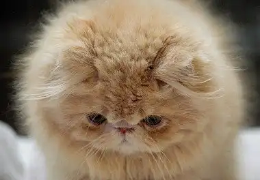 Перська кішка