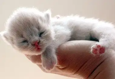 Перська кішка