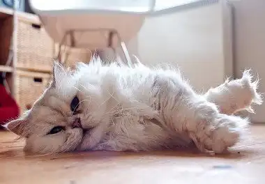 Перська кішка