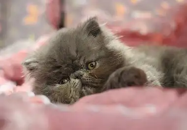 Перська кішка