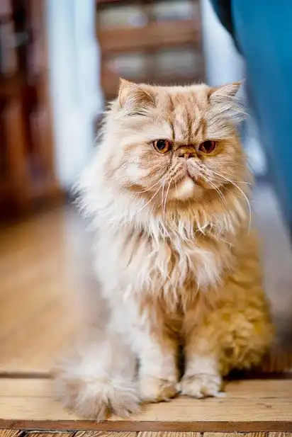 Перська кішка