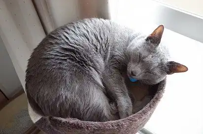 Згорнувшись у клубок