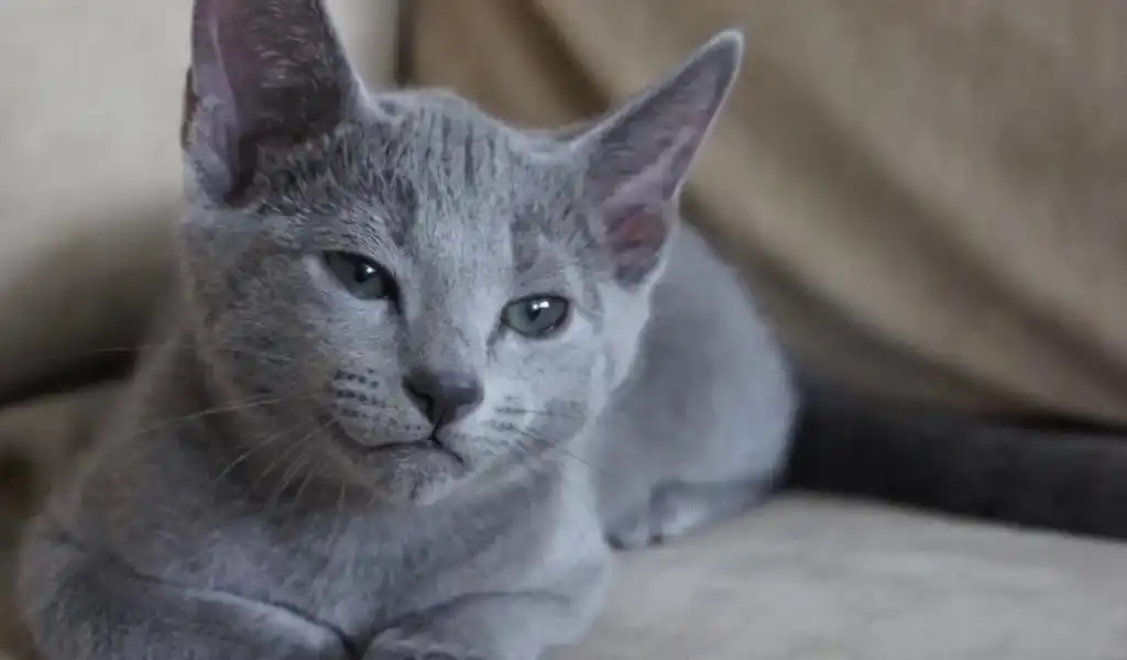 Російська блакитна кішка