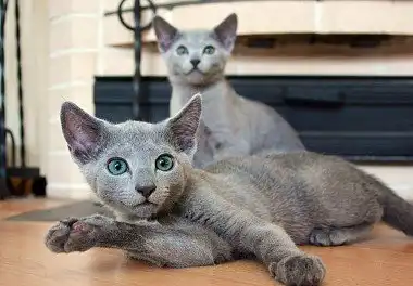 Російська блакитна кішка