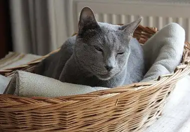 Російська блакитна кішка