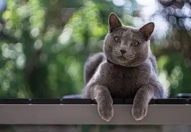 Російська блакитна кішка