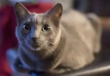 Російська блакитна кішка