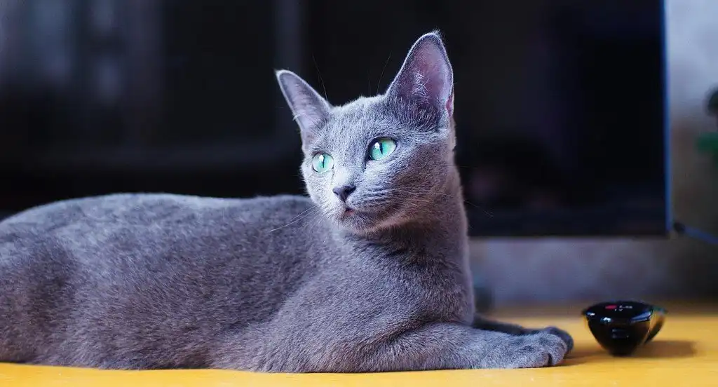 Російська блакитна кішка