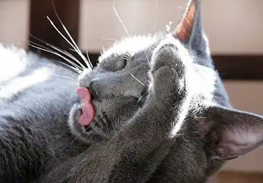 Російська блакитна кішка