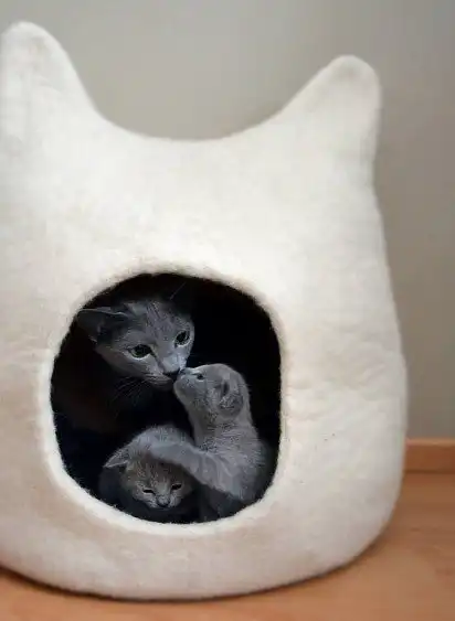 Мама з кошенятами