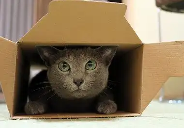 Російська блакитна кішка