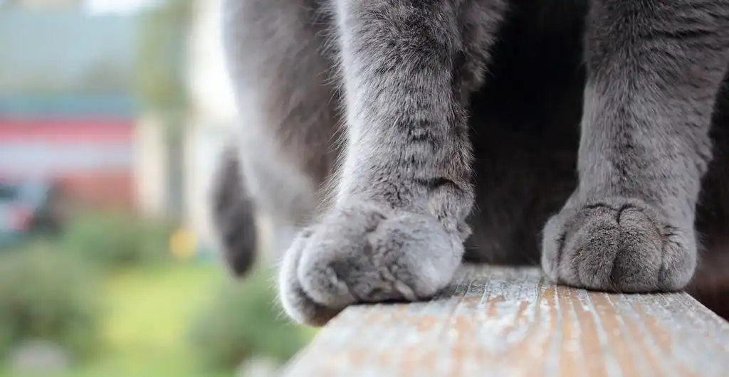 Плюшеві лапки