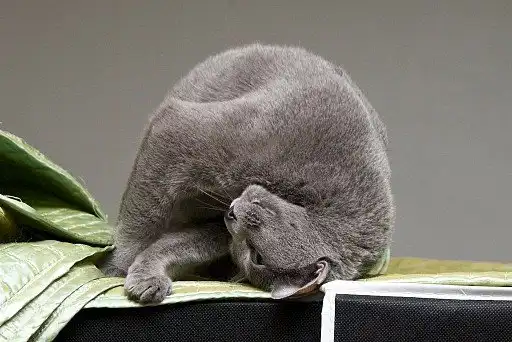 Кішка-акробат