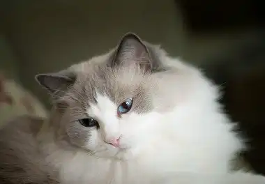 Регдолл