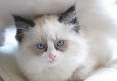 Регдолл