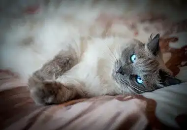 Регдолл