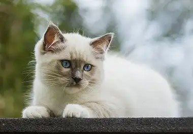 Регдолл