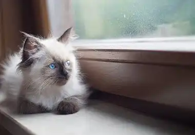 Регдолл