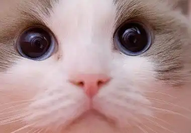 Регдолл