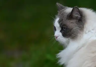 Регдолл