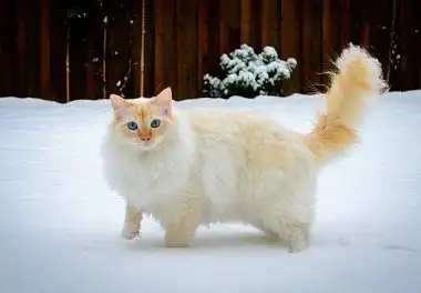 Регдолл