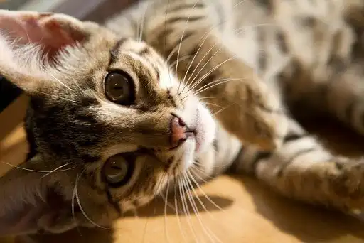 Саванна (Ашера)