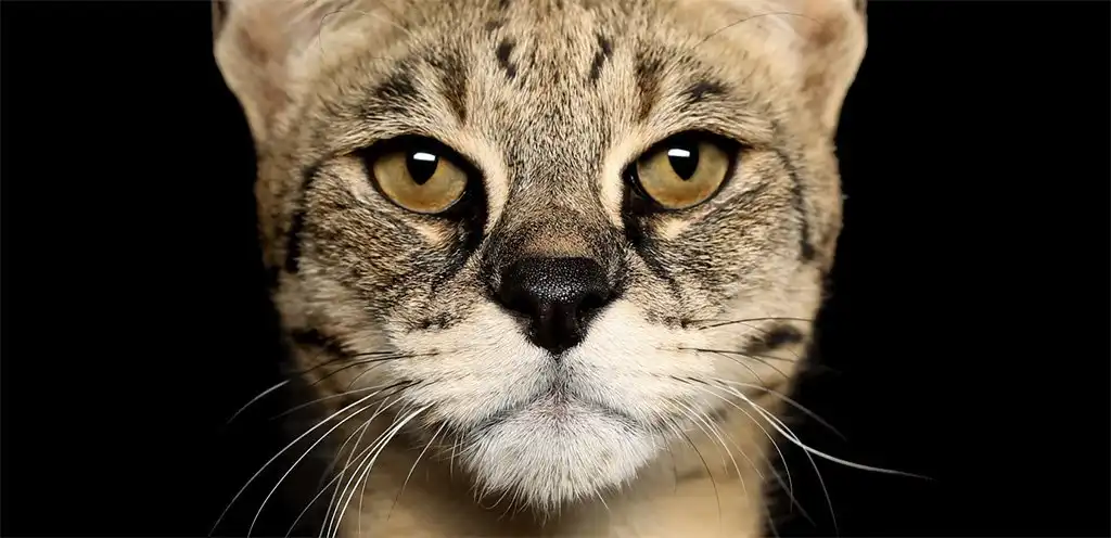 Морда савани