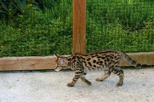 Саванна (Ашера)