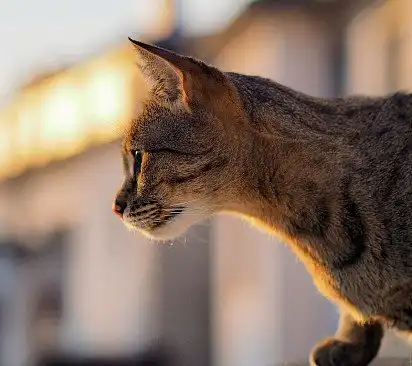 Виглядає видобуток