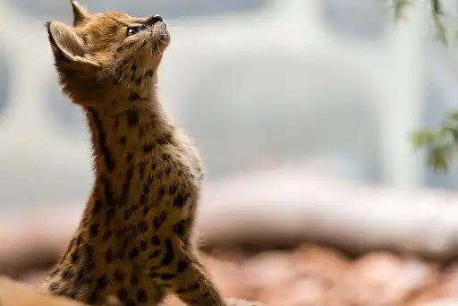 Саванна (Ашера)