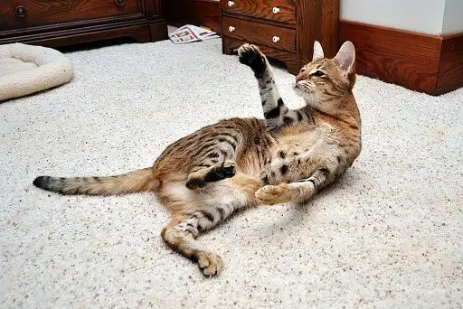 Саванна (Ашера)