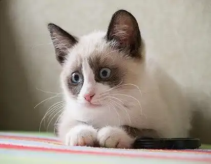 Кошеня сноу-шу