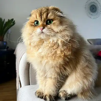 Коли ти трошки овечка