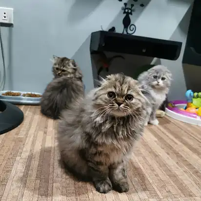 Котяча банда