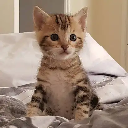 Кошеня чаузі