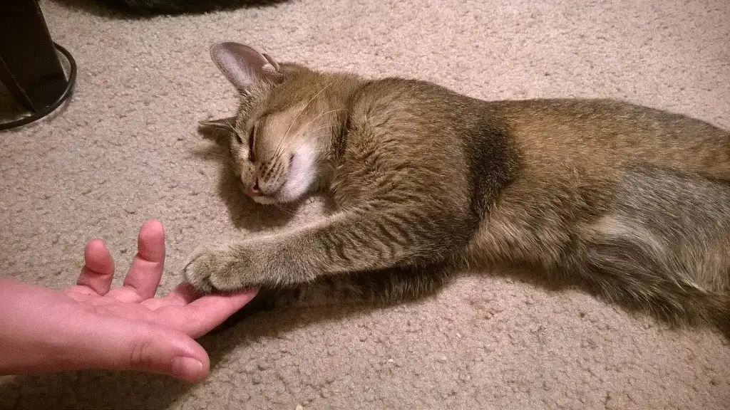 Котик чаузі заснув під час гри