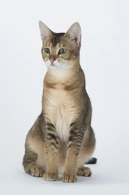 Чаузі
