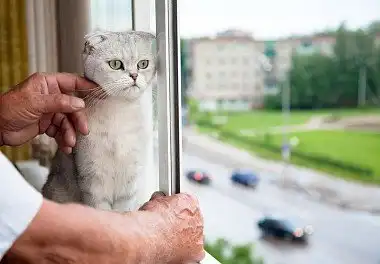 Шотландська висловуха кішка